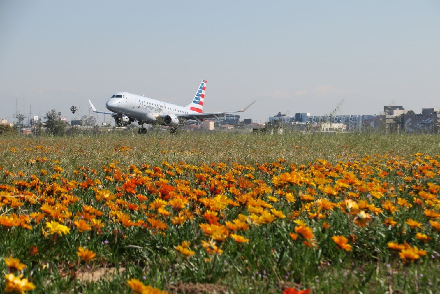 spring-aa.jpg Spring flowers
