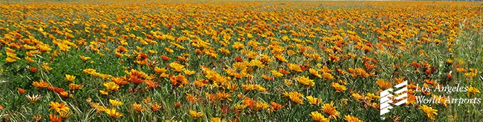 Spring Header Graphics