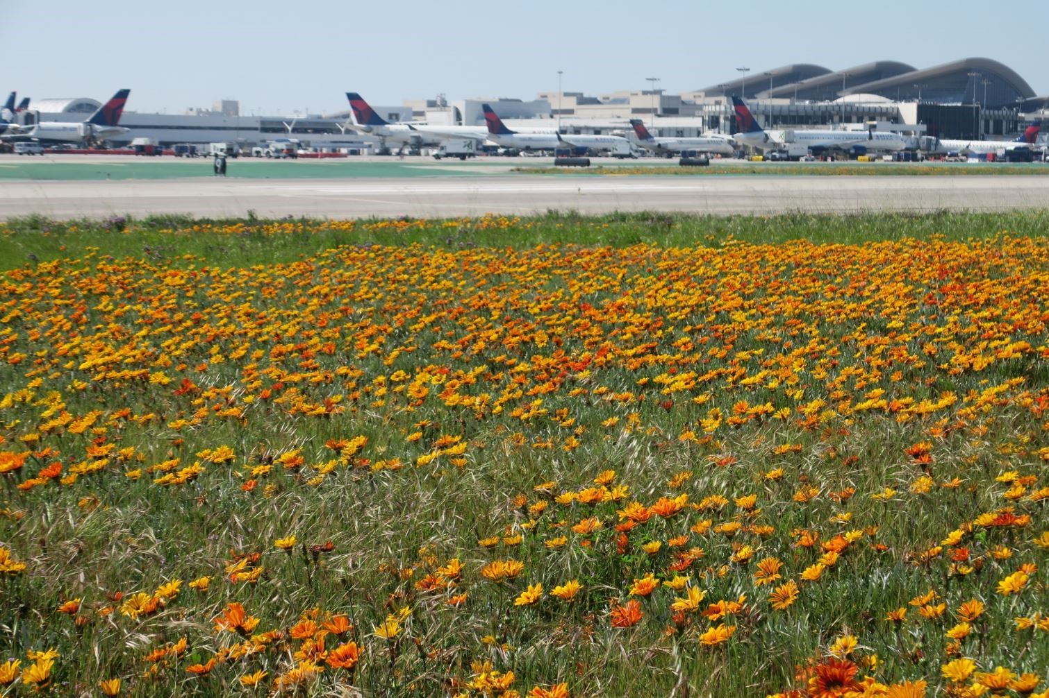 Airfield with spring flowers