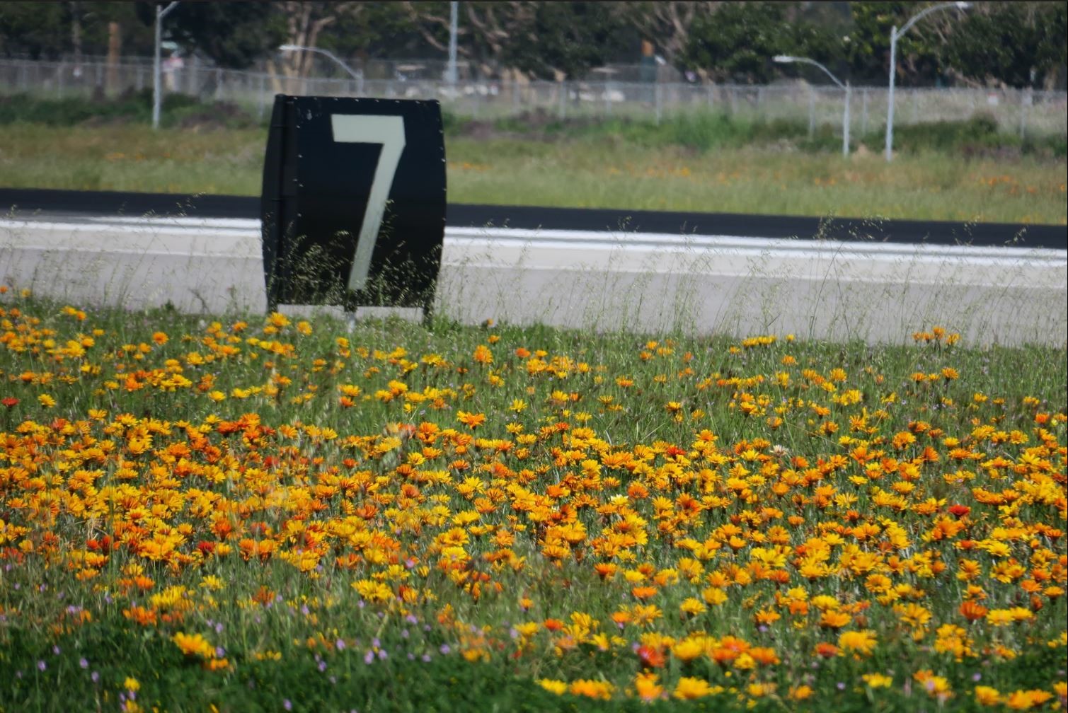 Airfield with flowers